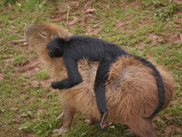 ī1.jpg