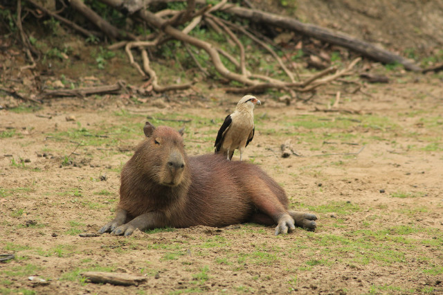 ī2.jpg