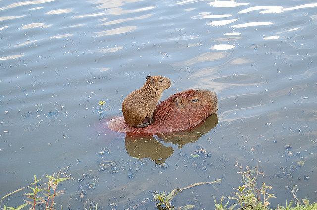 ī5.jpg