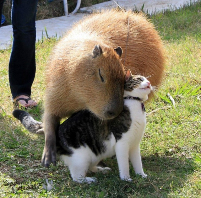 ī16.jpg