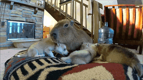ī25.gif